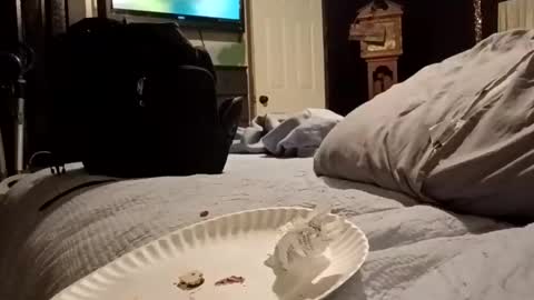 7lairddip online show from March 29, 2026, 6:24 am