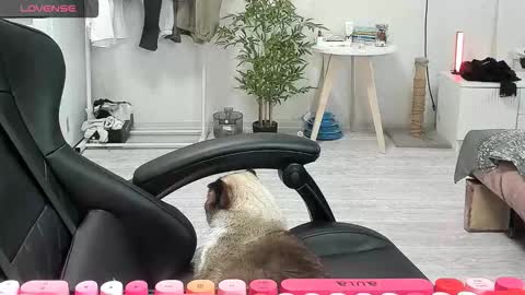 Snapshot of _feralberry__ chatting on December 15, 2025, 8:40 am Alis online show from December 15, 2025, 8:40 am