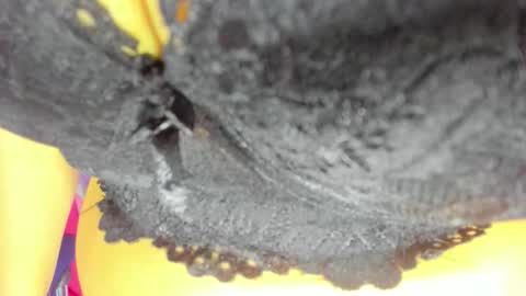 pamela online show from October 23, 2025, 8:18 pm