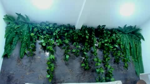 Alice online show from November 24, 2025, 5:01 pm