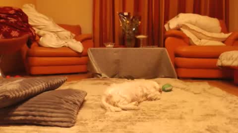 Snapshot of andrasweetie chatting on November 18, 2025, 10:25 pm Andra online show from November 18, 2025, 10:25 pm