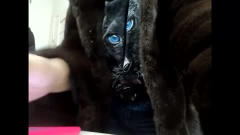 Your dreams best breasts online show from January 21, 2025, 11:56 am