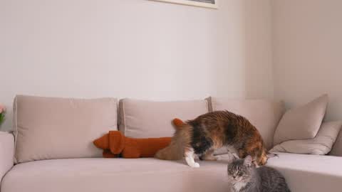  REYNA  next stream is 11h of Feb online show from April 5, 2026, 8:11 am