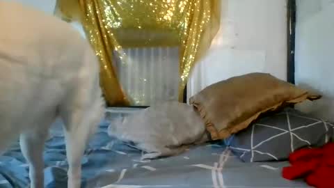 Snapshot of asianladyboy888 chatting on December 4, 2024, 7:06 am asianladyboy888 online show from December 4, 2024, 7:06 am