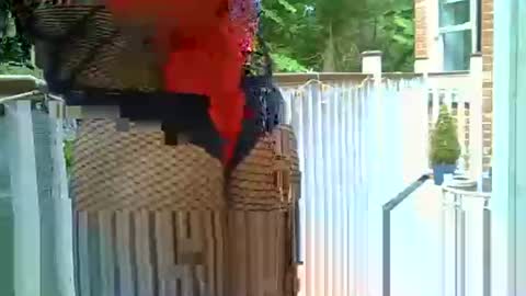 azole556 online show from May 14, 2026, 3:19 pm