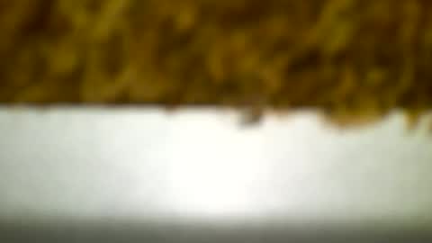 Carlos online show from December 19, 2024, 4:23 am
