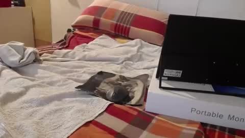 berlinerbaer1963 online show from April 19, 2026, 6:43 pm