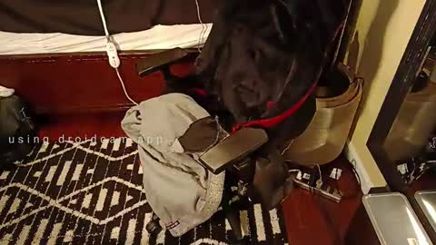 Blackjag00 online show from March 5, 2025, 9:26 pm