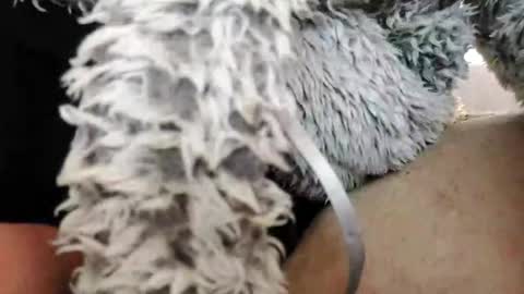 Bomberto online show from February 10, 2025, 1:55 pm