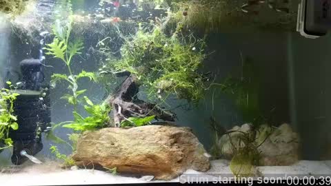 Booker Baxton online show from December 7, 2024, 4:09 am