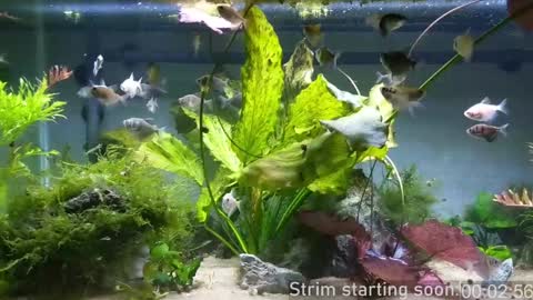 Booker Baxton online show from December 20, 2024, 4:09 am