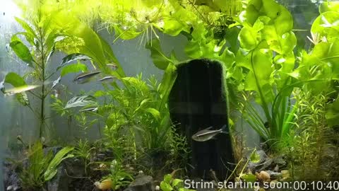 Booker Baxton online show from January 7, 2025, 3:57 am