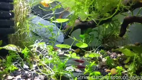 Booker Baxton online show from January 17, 2025, 4:06 am