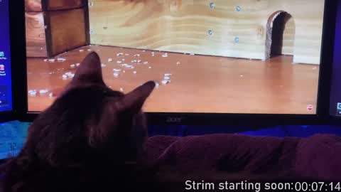 Booker Baxton online show from February 13, 2025, 4:00 am