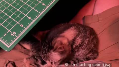 Booker Baxton online show from December 20, 2025, 4:08 am