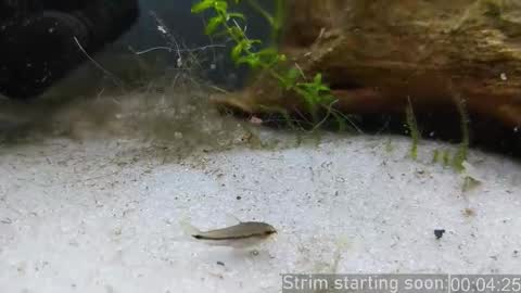 Booker Baxton online show from February 6, 2026, 4:06 am