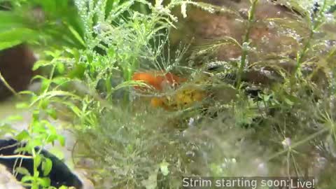 Booker Baxton online show from March 21, 2026, 3:11 am