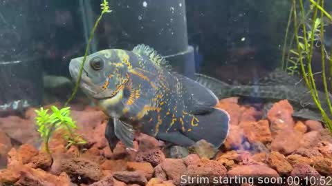 Booker Baxton online show from March 22, 2026, 2:59 am