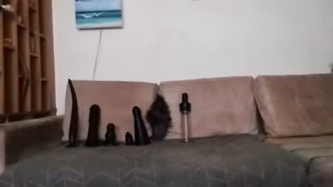 Bes7assquirt online show from January 31, 2025, 7:29 pm