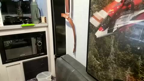 Steve... aka SkinnieDippin aka TimberTramp online show from February 21, 2025, 10:07 am