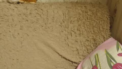 say meow and send tip  online show from December 18, 2024, 6:14 pm