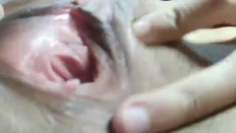 celestestephan online show from January 31, 2025, 6:24 am