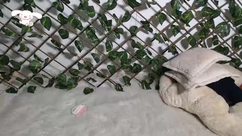 Snapshot of charly_evans60 chatting on February 21, 2025, 12:27 am charly_evans60 online show from February 21, 2025, 12:27 am