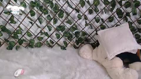 Snapshot of charly_evans60 chatting on February 22, 2025, 4:51 pm charly_evans60 online show from February 22, 2025, 4:51 pm