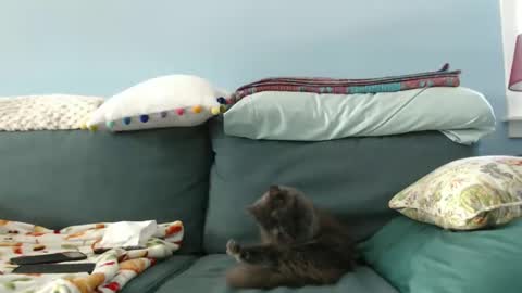 Chelsea online show from January 28, 2025, 5:46 pm