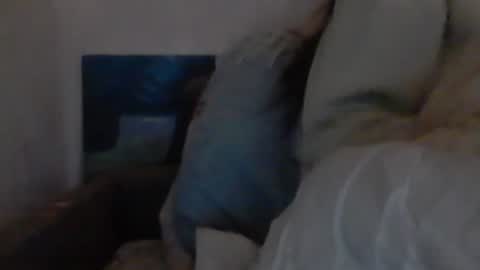 cutekattie online show from December 18, 2024, 9:36 am