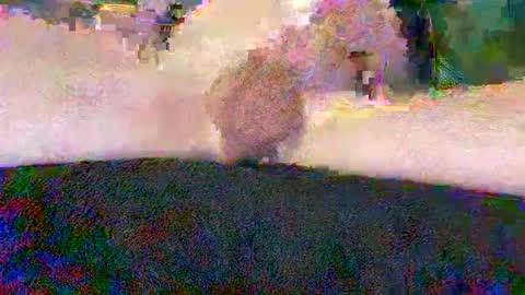 cwaddle online show from January 10, 2025, 3:48 pm