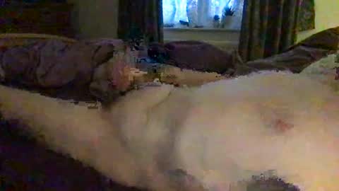 daddymoans4u online show from December 11, 2024, 8:15 am