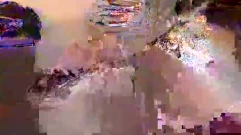 dafo1980 online show from April 17, 2026, 12:30 pm