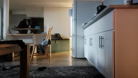 danimal5000 online show from November 12, 2025, 4:18 pm