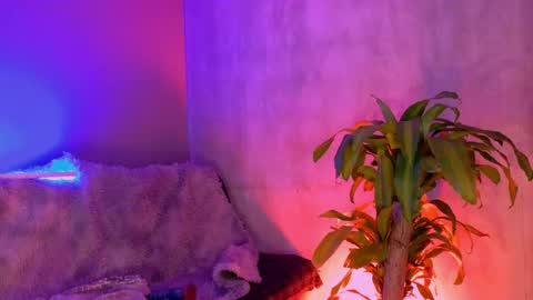 Snapshot of danita_veelz chatting on June 5, 2026, 10:37 pm danita_veelz online show from June 5, 2026, 10:37 pm