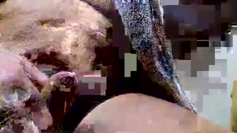 Snapshot of deepdiver3366 chatting on December 15, 2025, 6:45 pm Dive Deep online show from December 15, 2025, 6:45 pm