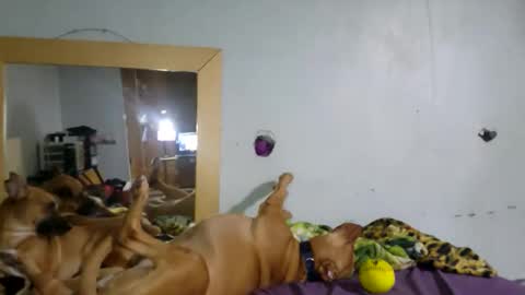 demivercetti online show from December 22, 2025, 4:42 am