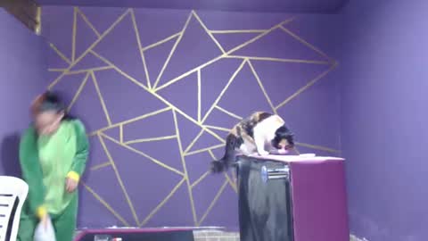 diana online show from January 12, 2025, 8:14 pm