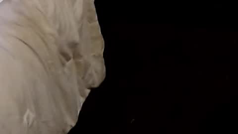 Snapshot of dickgiggler chatting on September 9, 2025, 1:05 am Sparkx online show from September 9, 2025, 1:05 am