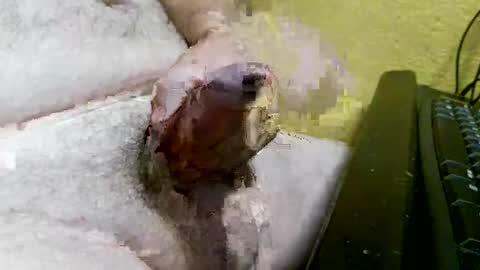 didyoujustseethat online show from October 7, 2025, 6:10 am