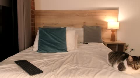 Dilarahkesh  online show from January 23, 2025, 10:32 am