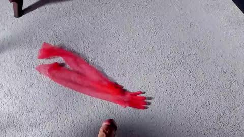 Dorothy Next stream on Monday at 3am-9am online show from March 27, 2026, 8:26 am