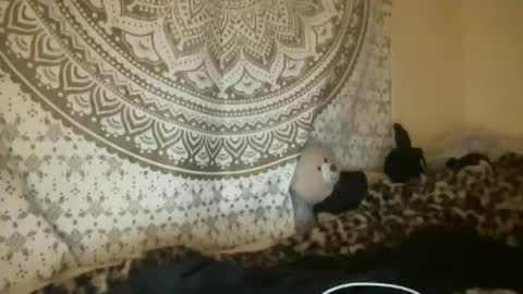 Snapshot of dream1girl_ chatting on April 9, 2026, 2:55 am ur dream girl online show from April 9, 2026, 2:55 am