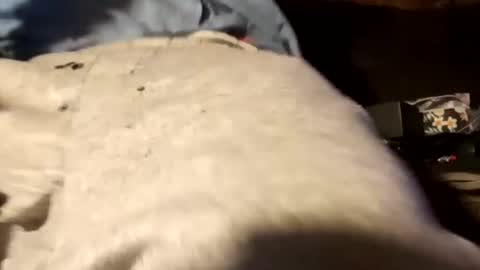 edmore1215 online show from December 18, 2024, 12:51 pm