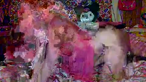 Snapshot of egirlhaile chatting on February 18, 2025, 3:42 am Sparkly Haile online show from February 18, 2025, 3:42 am