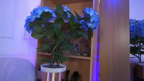 Elasummeer online show from February 4, 2026, 2:23 pm