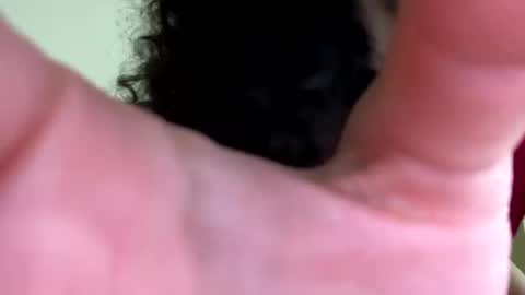 eulilah222 online show from September 17, 2025, 3:41 am