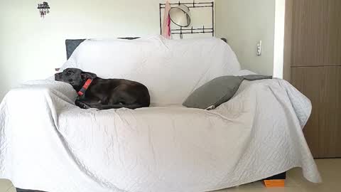 evil_boss1 online show from April 22, 2026, 8:32 pm