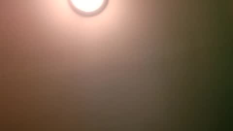 experttreecompany online show from April 12, 2026, 4:17 am