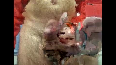 flippe64 online show from February 5, 2025, 10:08 am